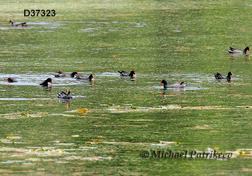 Common Gallinule (Gallinula galeata)